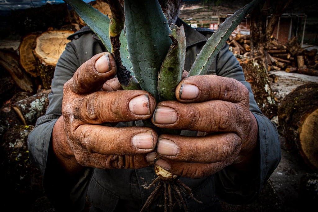 Manos sosteniendo una planta joven de agave, el origen del mezcal