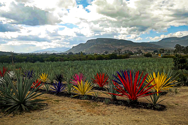 Explorando el Alma de Oaxaca: Un Viaje por la Ruta del Mezcal en Santiago Matatlán